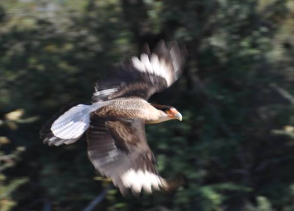 Pássaro dá rasante no Chaco paraguaio